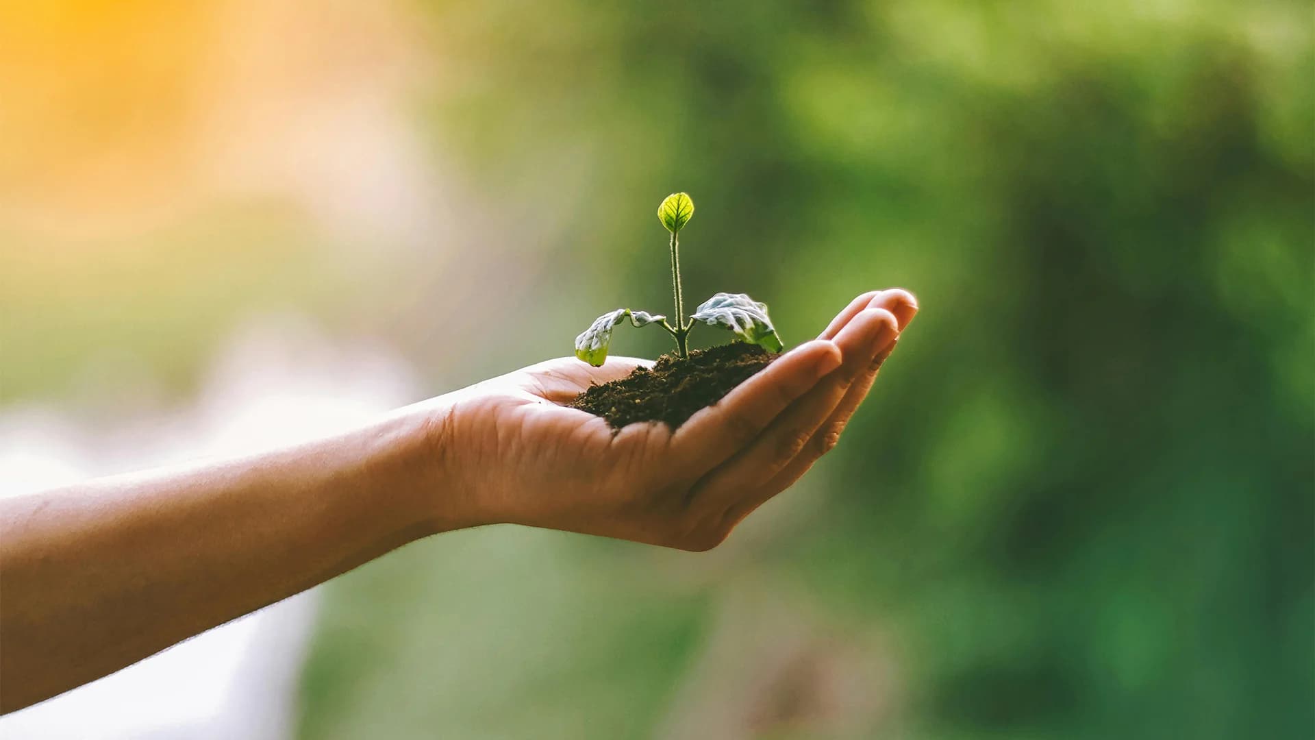 En hand håller fram en liten planta